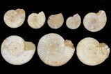 Lot: to Perisphinctes Ammonite Fossils - Pieces #133833-1